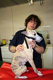 WHIPPET - MUSELIERE 022